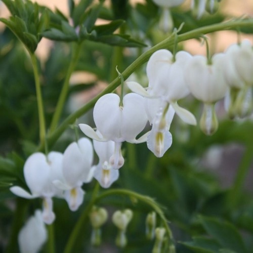 Dicentra spectabilis 'Alba' - Harilik murtudsüda 'Alba' P9/0,55L